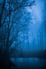 fog © fotokutkowska