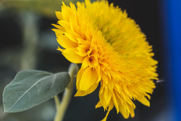 close-up sunflower moss flower lush yellow petals on a blue background