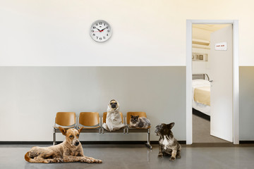 veterinary waiting room with chairs, clock, open door and group of sitting animals.