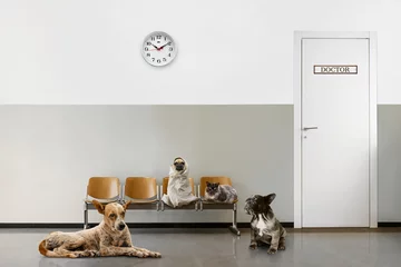 Foto op Plexiglas Wachtkamer veterinaire wachtkamer met stoelen, klok, deur dicht en groep zittende dieren
