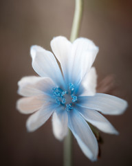 Fototapeta premium weiße Blume