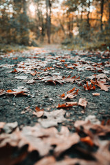 Der Weg des Herbstes