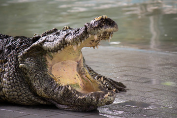 Crocodile in the water, In Pattaya Crocodile Farm and Zoo, Thailand