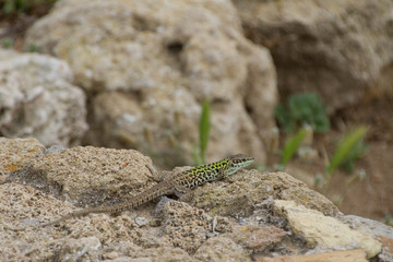 Gecko