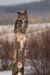 Great Horned Owl on post in winter taken in southern MN under controlled conditions
