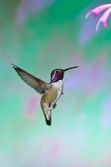 Obraz na płótnie Canvas Costa's Hummingbird male in fligiht taken in SE Arizona