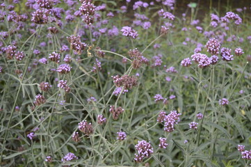 Closeup Verbena bonariensis or purpletop vervain with blurred background in flower garden