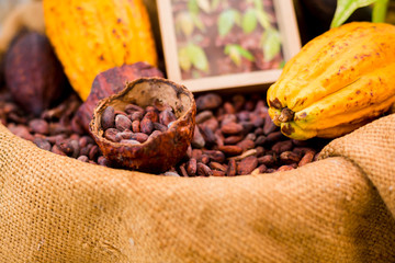 Cocoa Beans and Cocoa Fruits on Sack and wooden bucket.