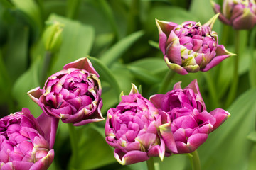 pretty tulip flowers field in Netherlands, best gift for a woman, mother