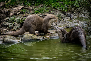 Fighting Otter