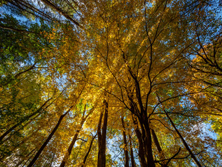 Yellow Forrest