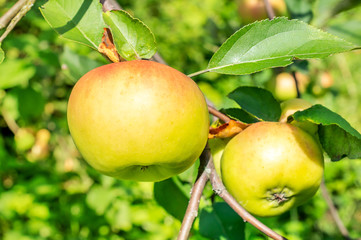 Ripe apples on apple tree. Close up.