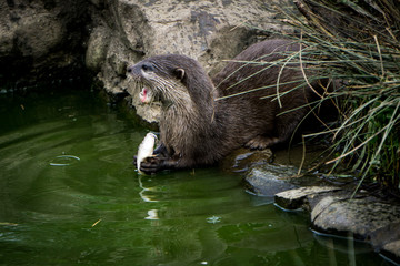 Feeding Otter