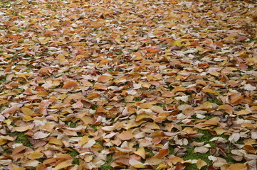 Fall colored leaves scattered on grass