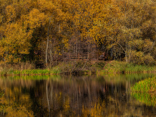 Autumn shore of the pond