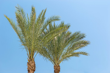 Obraz na płótnie Canvas Date palms against blue sky.