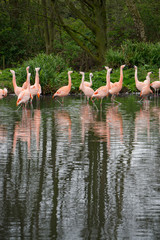 flock of flamingos