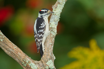 Downy Woodpecker male taken in southern MN in the wild