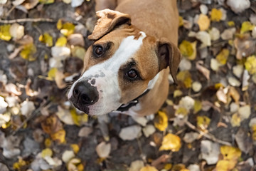 Dog looking up at camera outdoors. Staffordshire terrier puppy at walk on the autumn day stares at owner