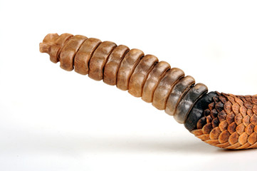 Fototapeta premium Rassel einer Klapperschlange / rattle of a rattlesnake Gefleckte Klapperschlange (Crotalus mitchellii stephensi) - Panamint Rattlesnake