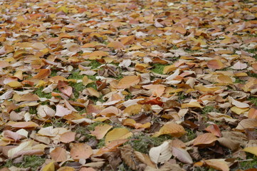 Fall colored leaves scattered on grass