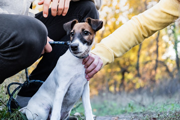 Smooth fox terrier puppy on the leash in a park. Young fox terrier dog on the leash controlled by...
