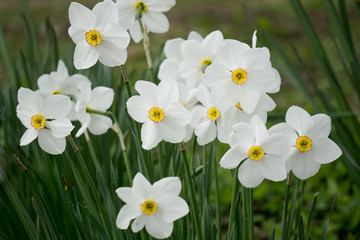 White Daffodils