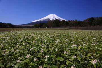 蕎麦の花畑と富士山