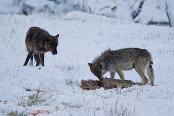 Gray wolf pair eating mule deer taken in Yellowstone National Park, Wyoming