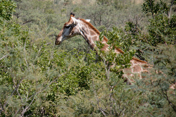 Giraffe eating and wondering under African sky's