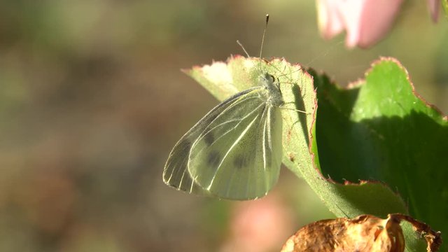 Macro of a white autumn butterfly Artogeia napi (Pieris napi) with wings and long antennae sitting on a green leaf of Begonia grandis in the foothills of the North Caucasus