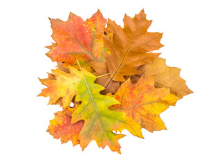 Fototapeta na wymiar Heap of colorful autumn leaves isolated on white. Top view.