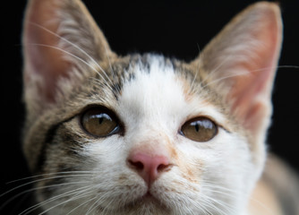 Close up of cute kitten with brown eyes.