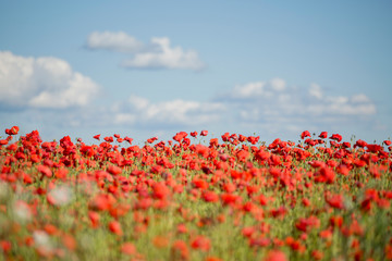 field of red poppies
