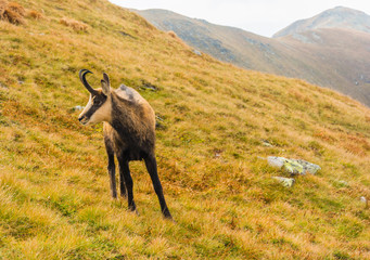 Tatra chamois (Rupicapra rupicapra tatrica) on a grassy slope in the Tatras.