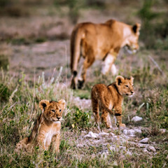 lioness and cubs
