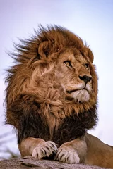 Fototapeten Porträt eines Löwen © Stephan