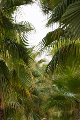 Fototapeta na wymiar Palm trees against the blue sky, fragments of palm trees, branches of trees,