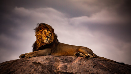 Fototapeta lion on a background of blue sky obraz