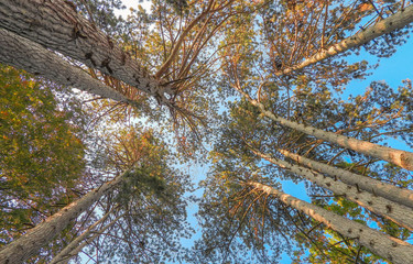 Herbstliche Stimmung im Wald