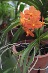 Orchids in the botanical gardens Sri Lanka