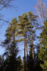 pine trees and blue sky