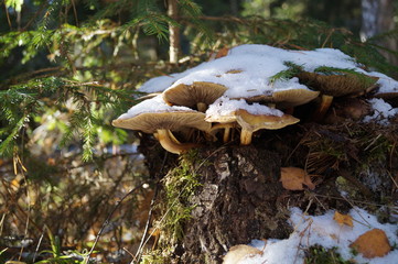 mushrooms on a tree trunk under snow in late autumn on a Sunny day