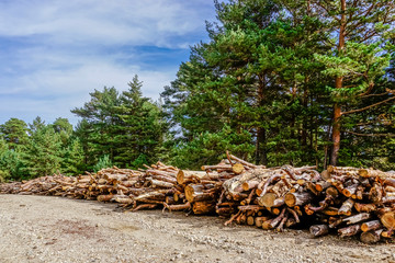 trunks of cut wood