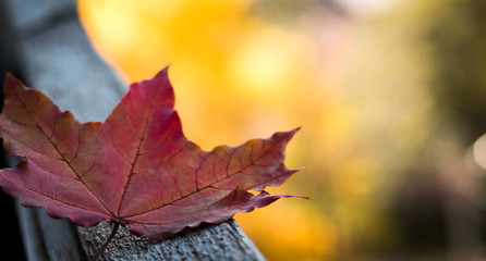 Autumn background with red mapl leaf. Autumn concept. Golden autumn.