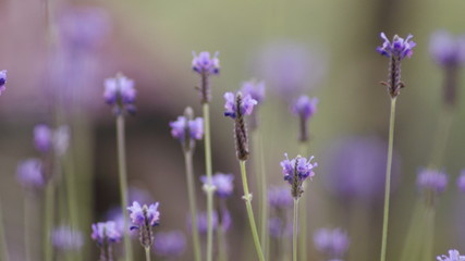 Selective focus picture of lavender flowers landscape close up abstract soft focus natural background