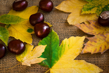 Autumn bgackground for text with leaves and chestnuts. Vintage autumn background. Space for text.