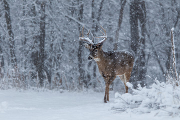 White-tailed Deer taken in central MN in the wild