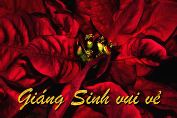 The Vietnamese text "Gi&aacute;ng Sinh vui vẻ" means "Merry Christmas", which is in front of a red poinsettia. The perfect holiday season greetings card.