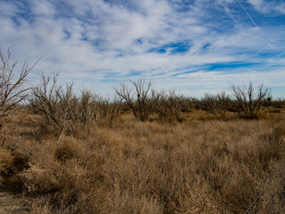 Tamarisk on the River